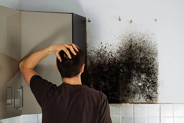 Professional Mold Inspection, Removal & Remediation in Kaunakakai, HI